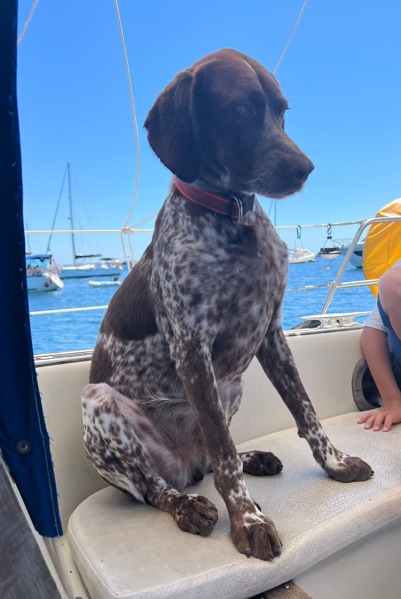 bartolito marinero